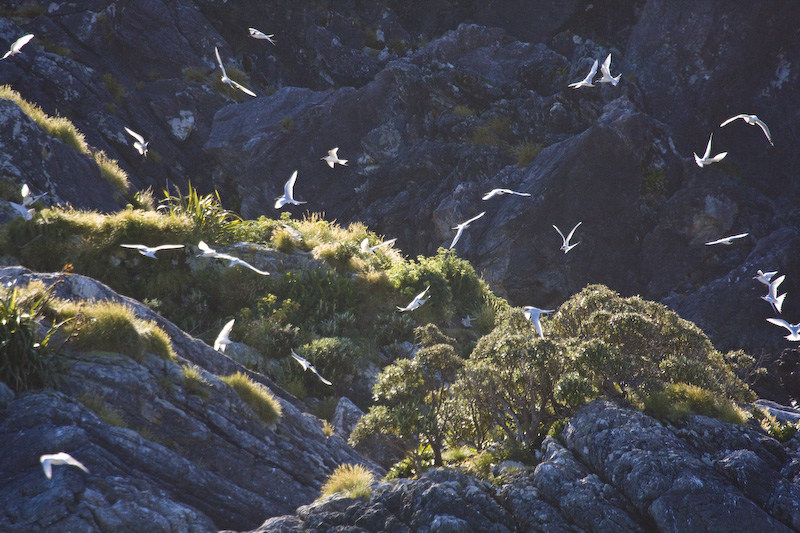 White-Fronted Terns In Flight Over Colony